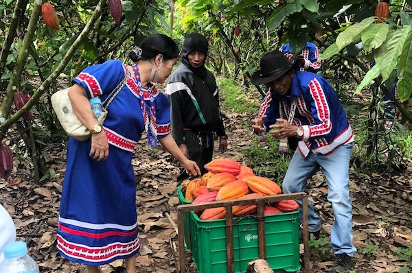 cacao-harvesting-in-philippines