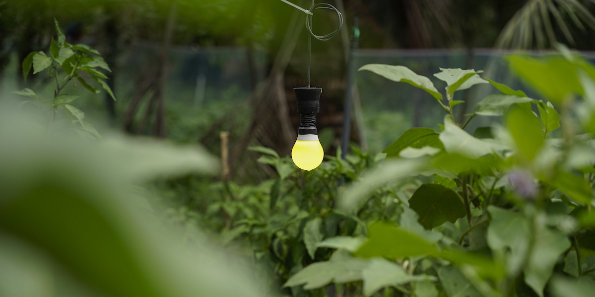 Light blub hanging in forest