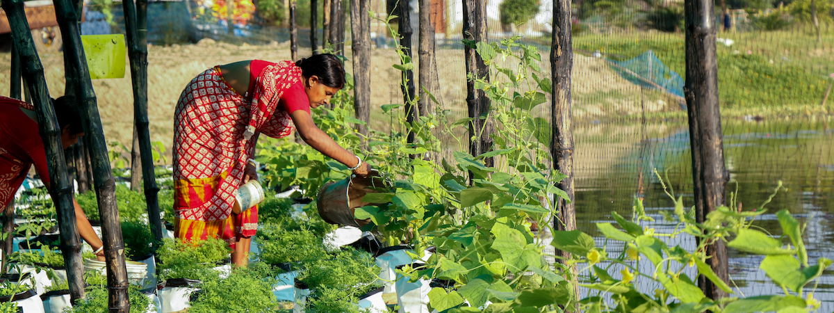 Photo of a woman watering crops
