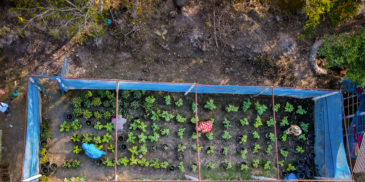 Aerial shot of family farmer garden and crops in Bangladesh