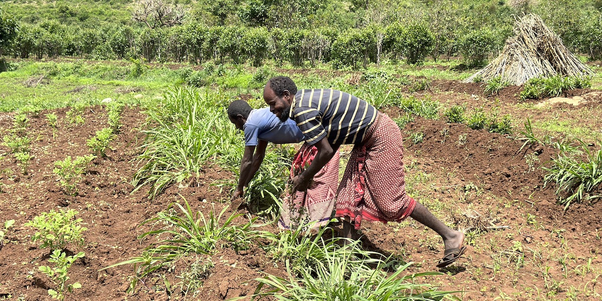 Two Ethiopian farmers at the Lugo Watershed harvesting crops