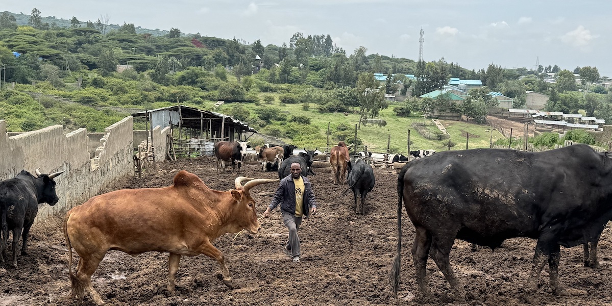 Livestock farm in Adama Ethiopia