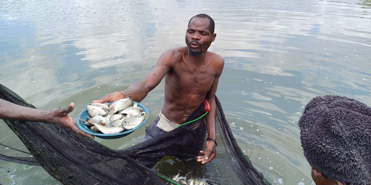A farmer samples fish from the farm school’s fishponds