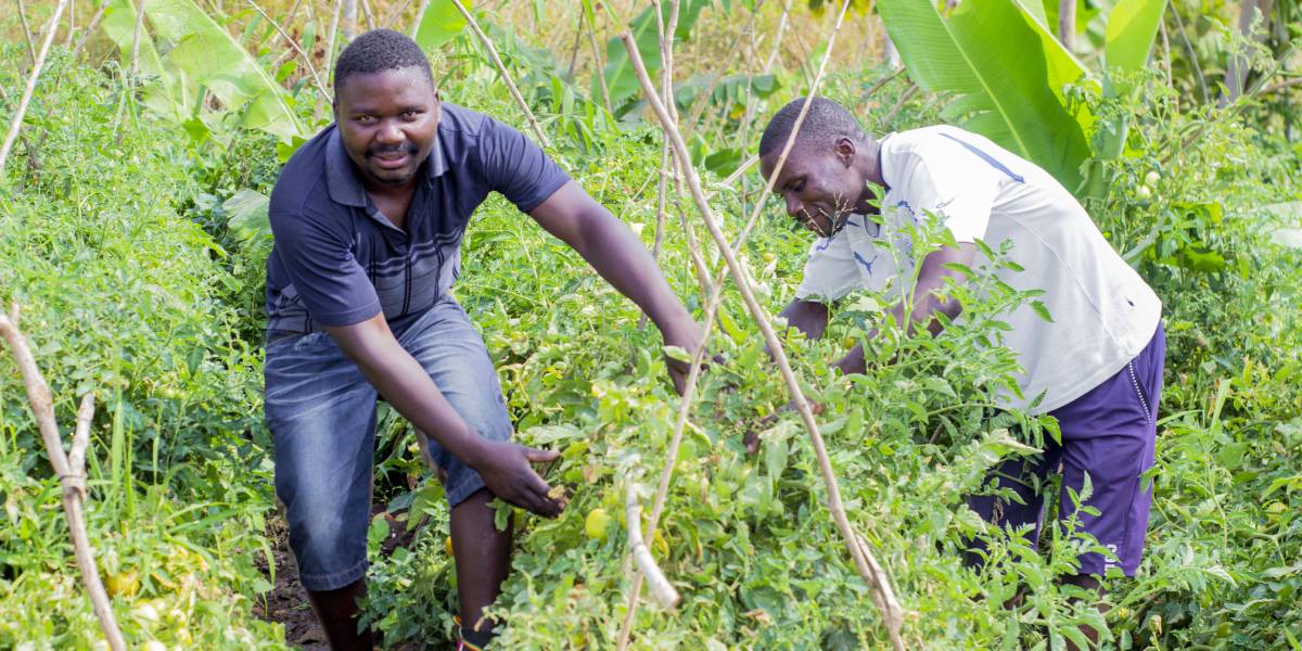 Two men work on the gardens of the climate-smart farm school in Malawi