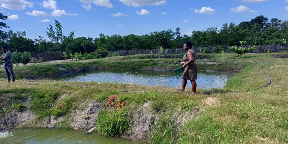 A community member walks around the fish farm, part of the climate-smart farm school