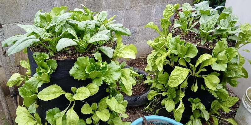 Vertical gardens in Sololá, Lake Atitlán, Guatemala.