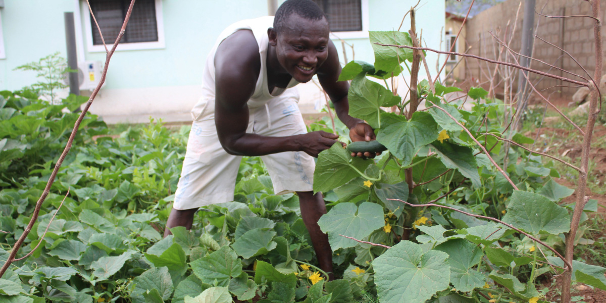 A young man harvests cucumber in a garden in Ghana