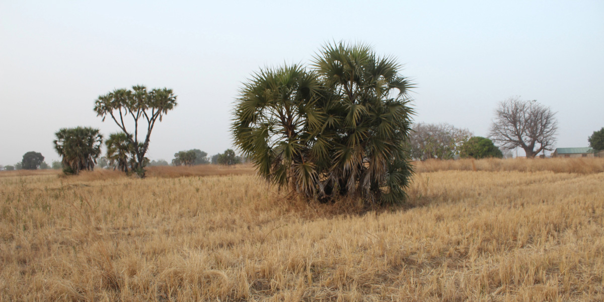 Arid lands due to drought affect crops and food security in northern Ghana
