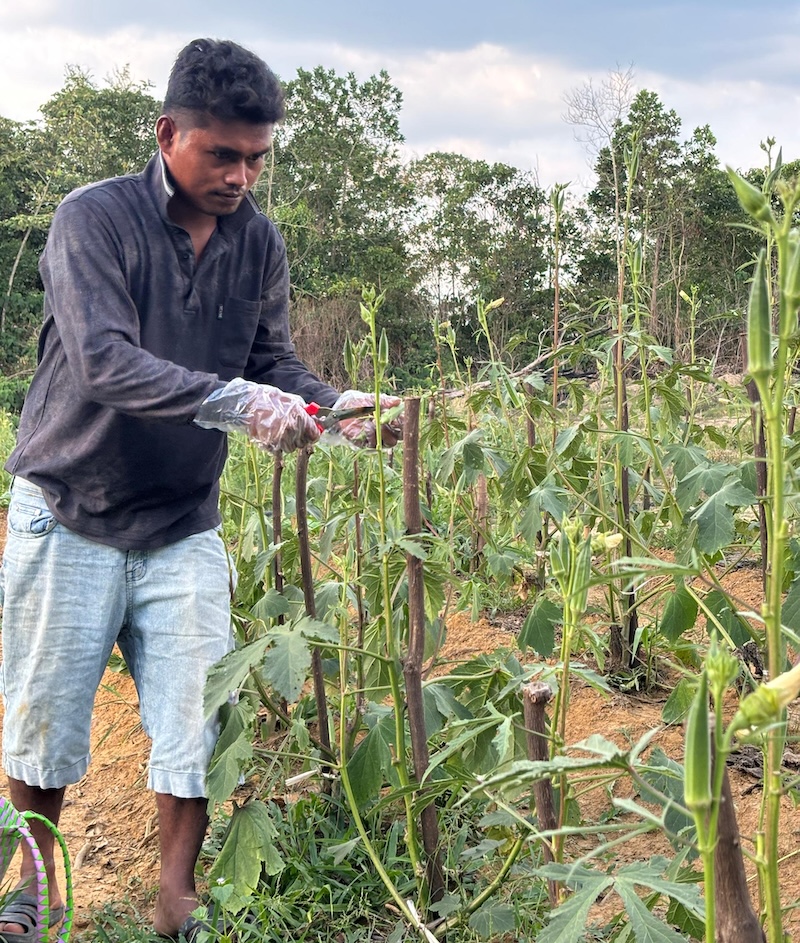 One farmer works on the crops of a farm in Malaysia.