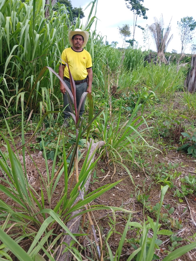 Mr Felipe Bah in front of his newly established forage bank consisting of mostly Mombasa grass. Toledo Farmer Field School. 