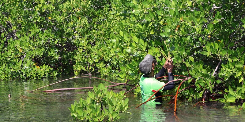 Man collects mangrove seeds at Labuhan Bajo, Indonesia