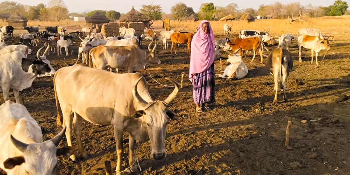 A woman stands among a large herd of cattle at her rural homestead in Aweil, South Sudan, where farmers are adapting to climate change with healthier livestock.