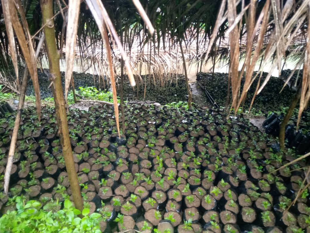 Participants in the reforestation activity in South-Kivu, PIFEVA