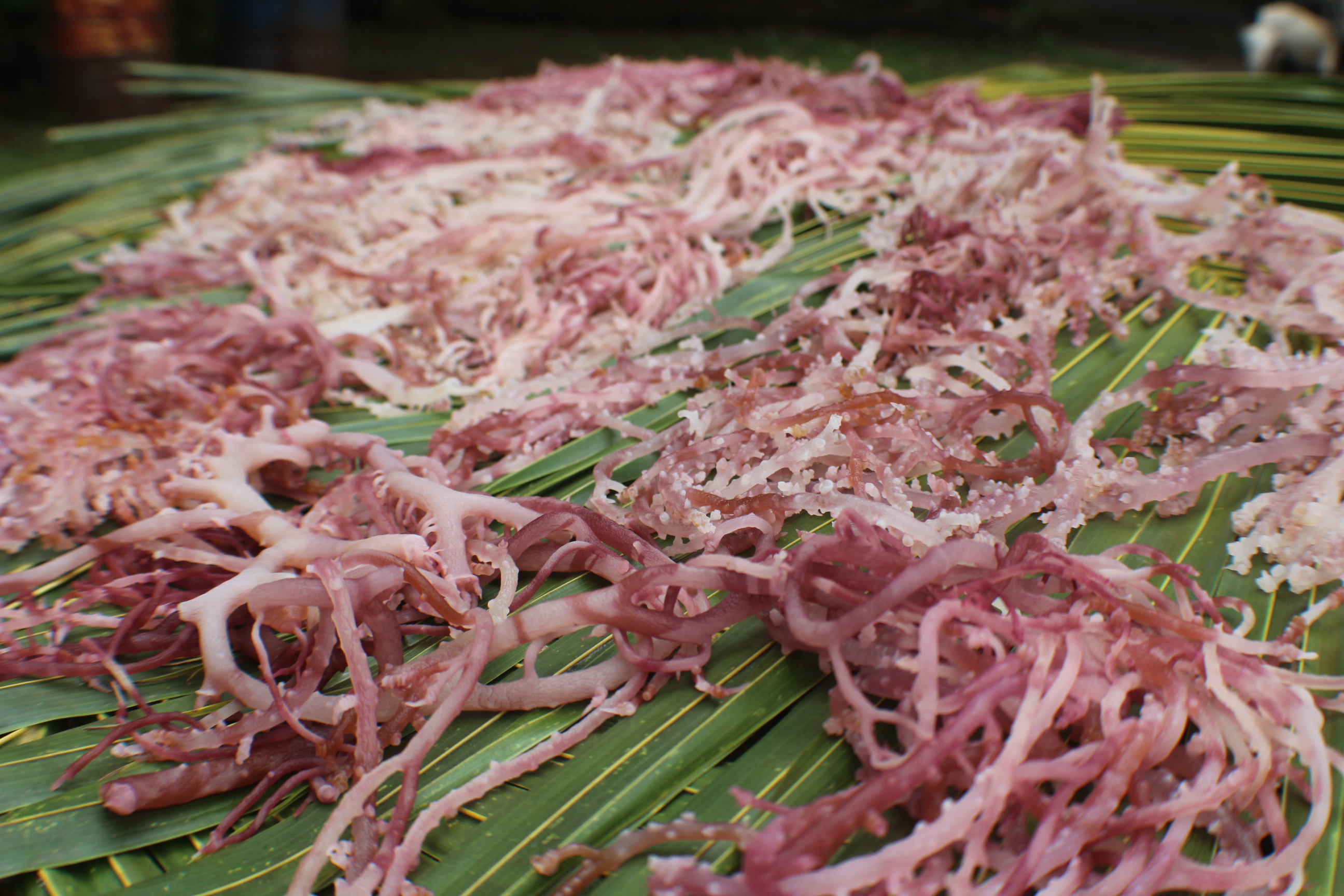 Navigating hope: Empowering communities in Micronesia through ...