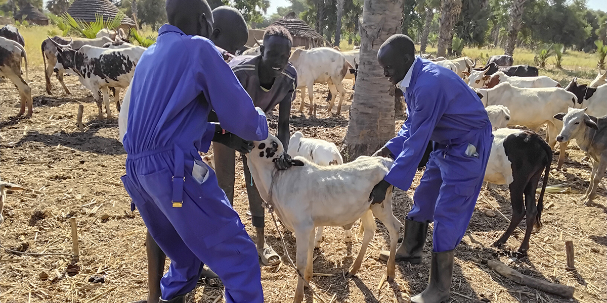 Community Animal Health Workers treat a calf in Aweil, South Sudan, supporting farmers to protect livestock from climate-related diseases.