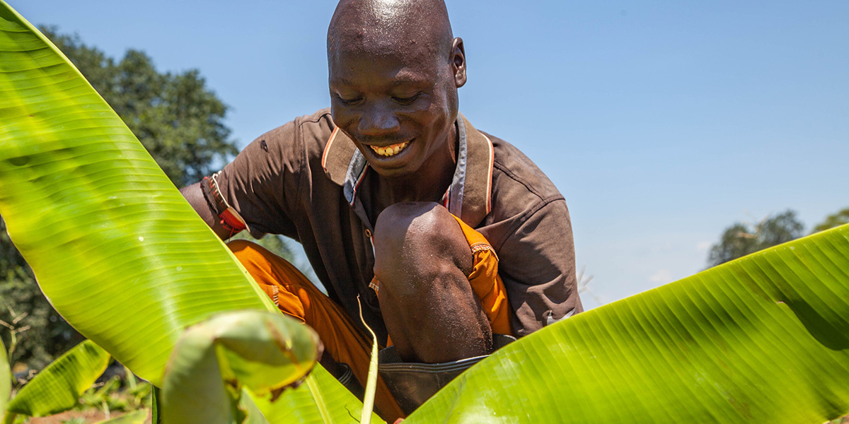 A farmer smiles while tending to young banana plants in a sunny field in Zambia.