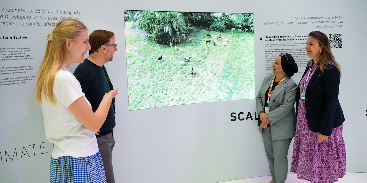 SCALA team members looking at the SCALA display video. Credit: © Clara Proenca/FAO