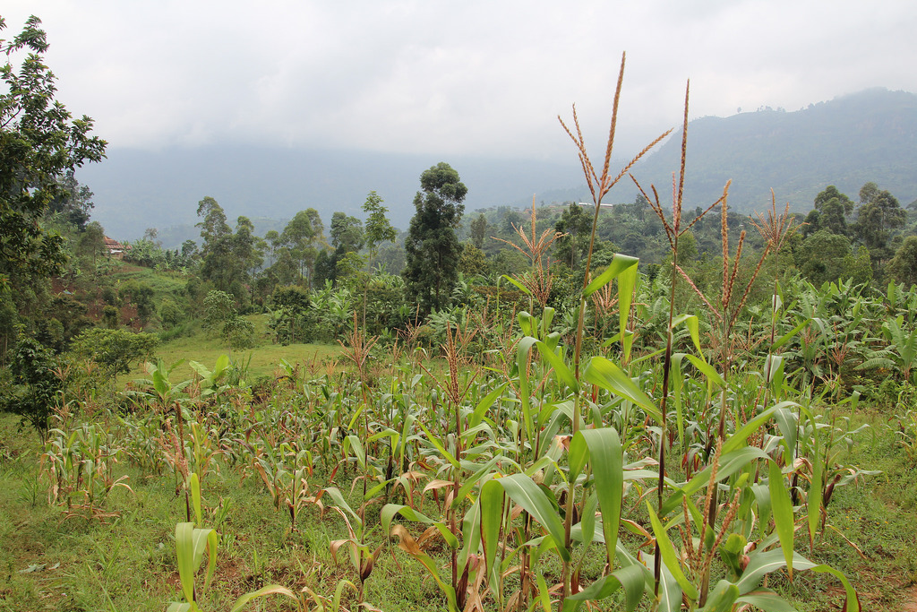 FAO UNDP And Uganda Government Launch Project To Integrate Agriculture fao-undp-and-uganda-government-launch-project-to-integrate-agriculture