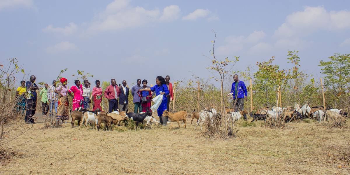 A group of farm students work with the goat herd in Blantyre, Malawi