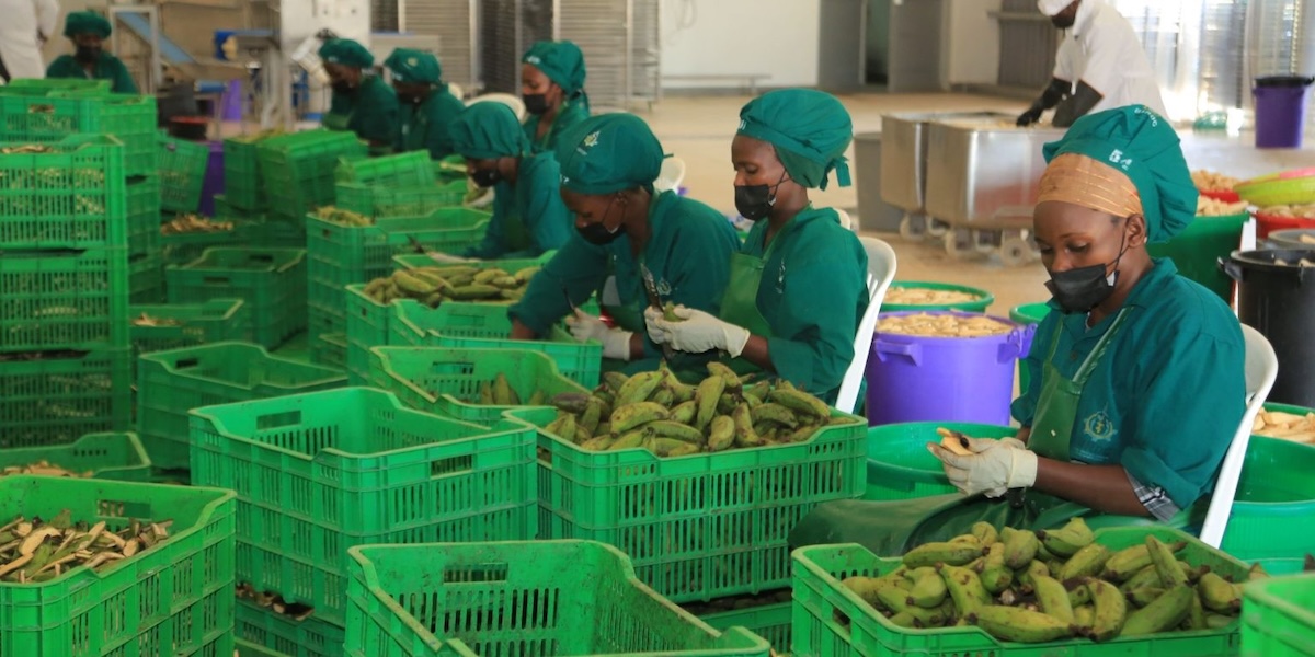 Workers sort bananas in a processing facility in Uganda. Climate change is disrupting agriculture, including the staple crop of bananas.