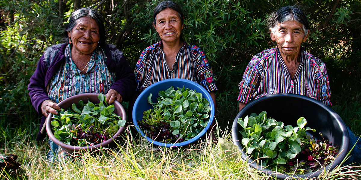 Three Indigenous women stand outdoors holding bowls of freshly harvested leafy vegetables, highlighting locally led, climate-resilient farming practices.