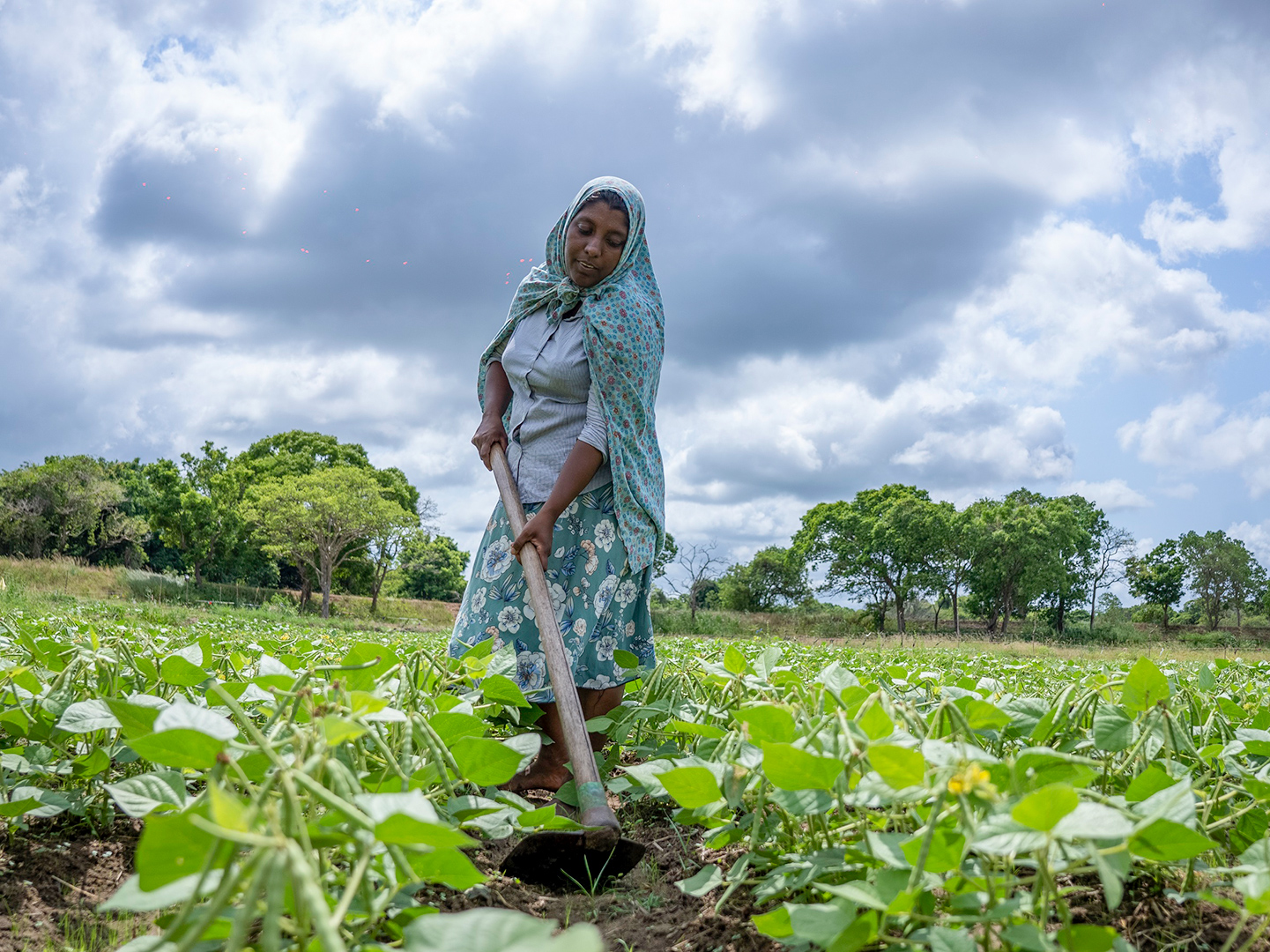 An ancient water system in Sri Lanka offers a blueprint for climate ...