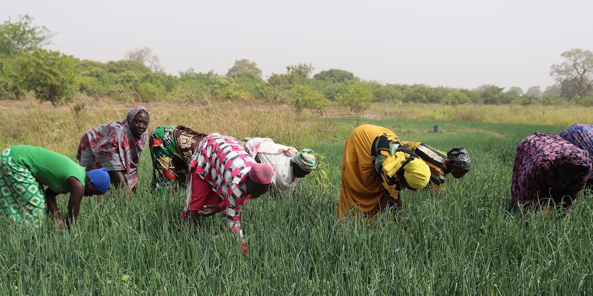 A community group from Takorayili in the North East Region of Ghana working in their onion field.