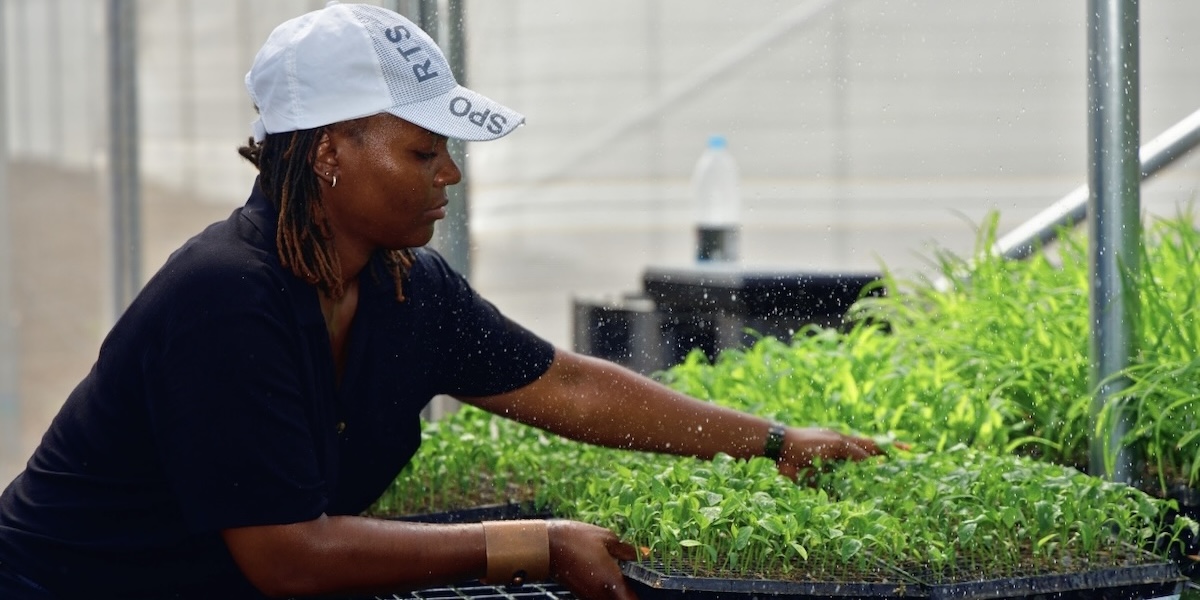 A community member adjusts seedlings under the sprinkler in the greenhouse.