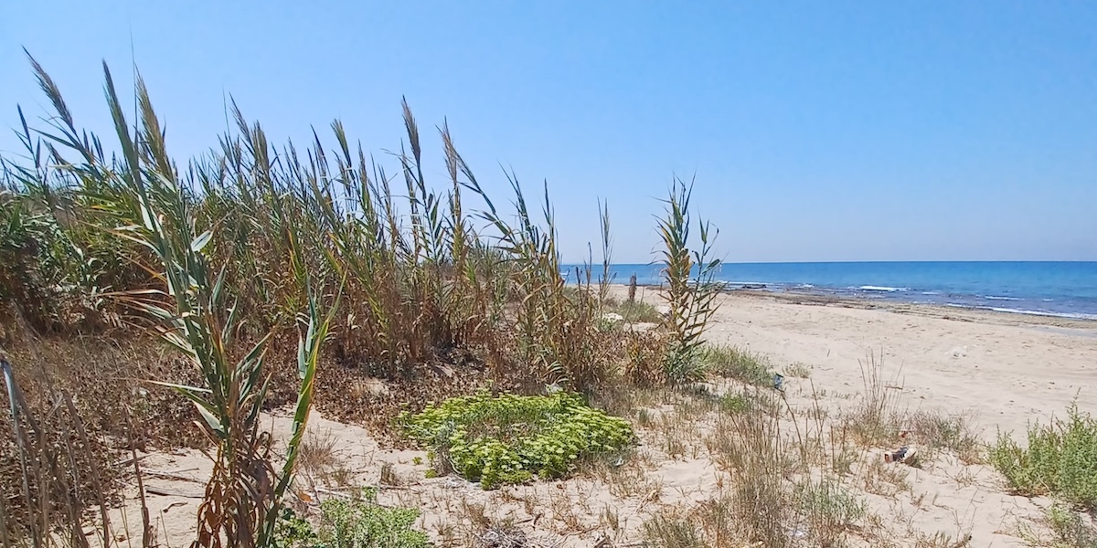 Coastal sand dunes with tall grasses and sparse vegetation in Kharayeb, Lebanon.