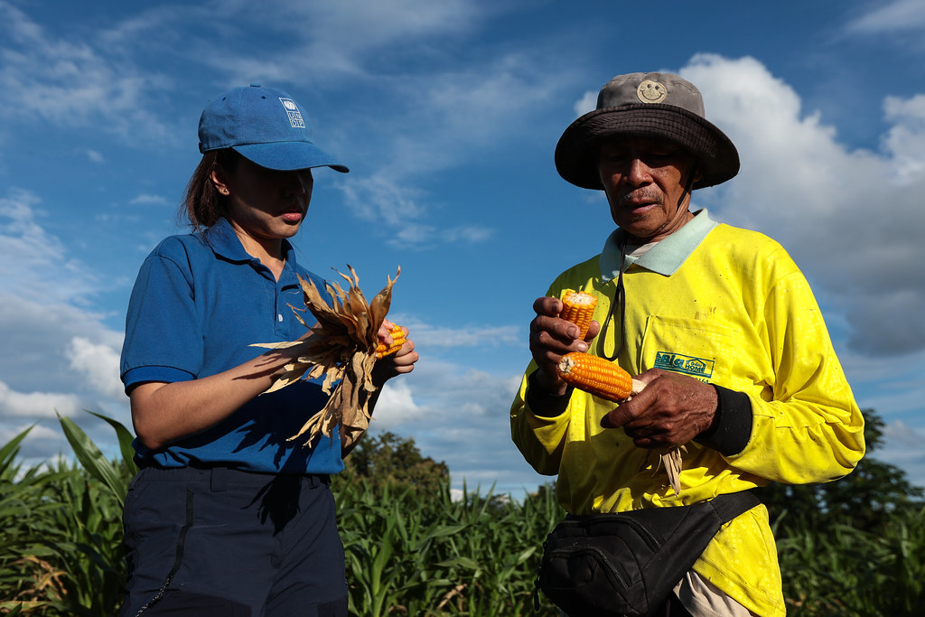 UNDP colleagues holding corn with Thai farmer in field 