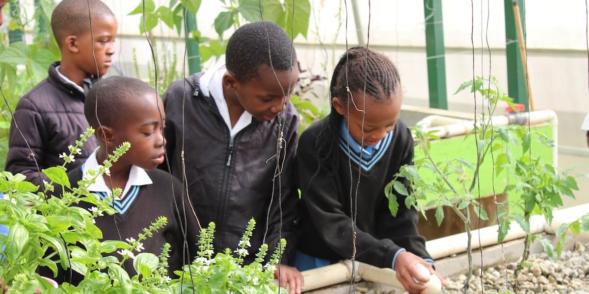 School children engage with the aquaponics system
