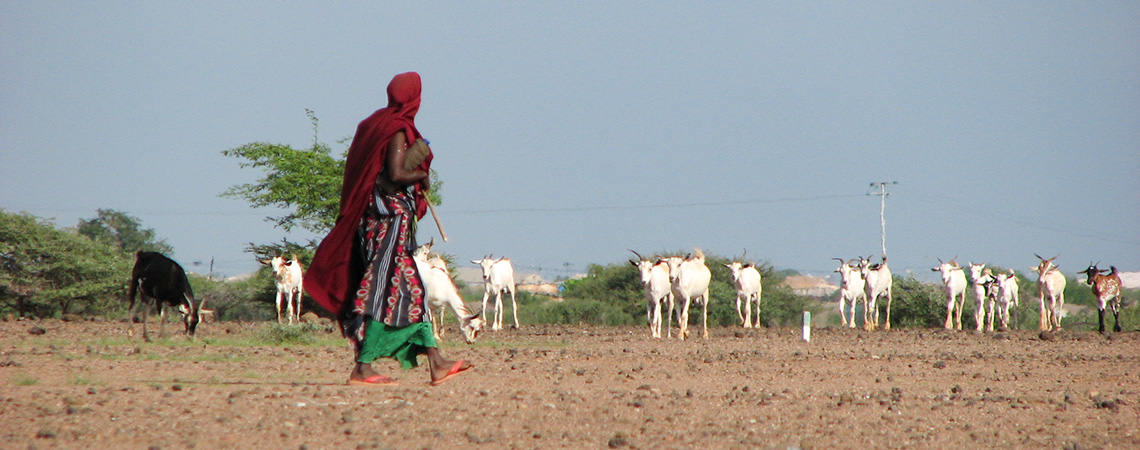  A goat herder in a red shawl walks across dry land with their goats grazing nearby in a sparse, arid landscape in Djibouti.