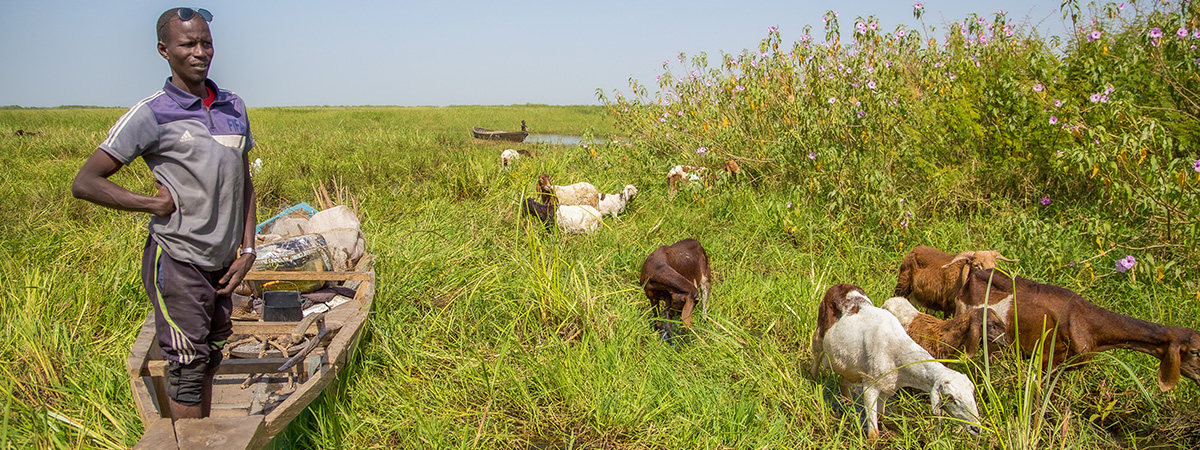 Man standing in a wooden canoe beside grazing goats in a lush wetland landscape.