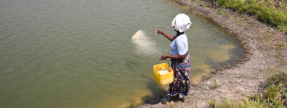 Mozambique woman feeding fish in pond 