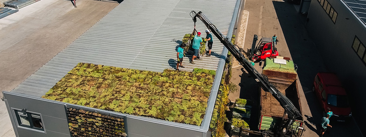 Workers install vegetation modules on a green roof atop an industrial building using a crane.