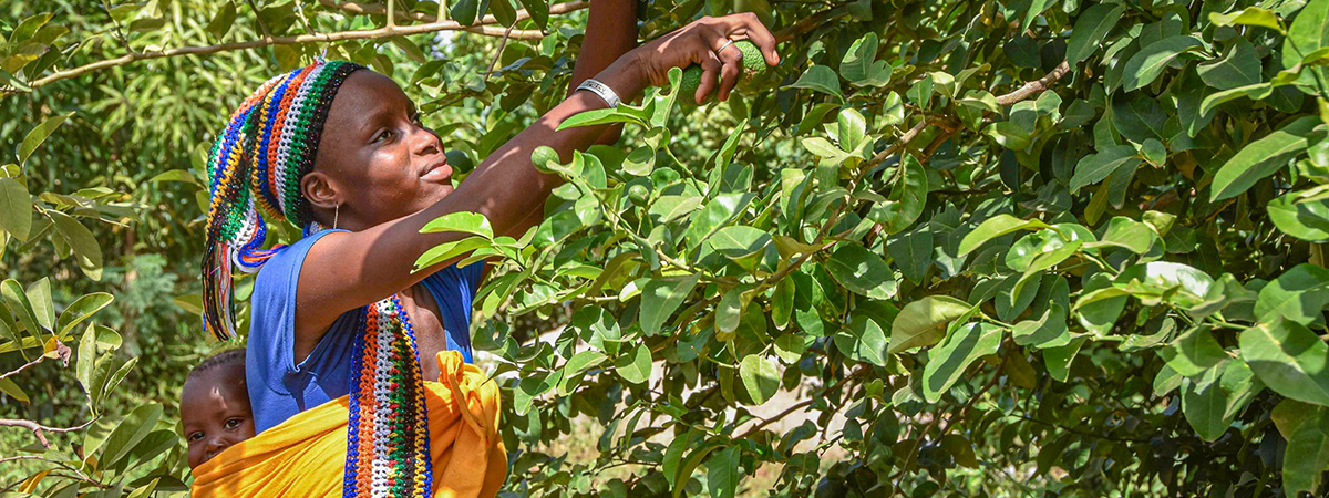Woman harvesting fruit from a tree while carrying a young child on her back in a rural agricultural setting.