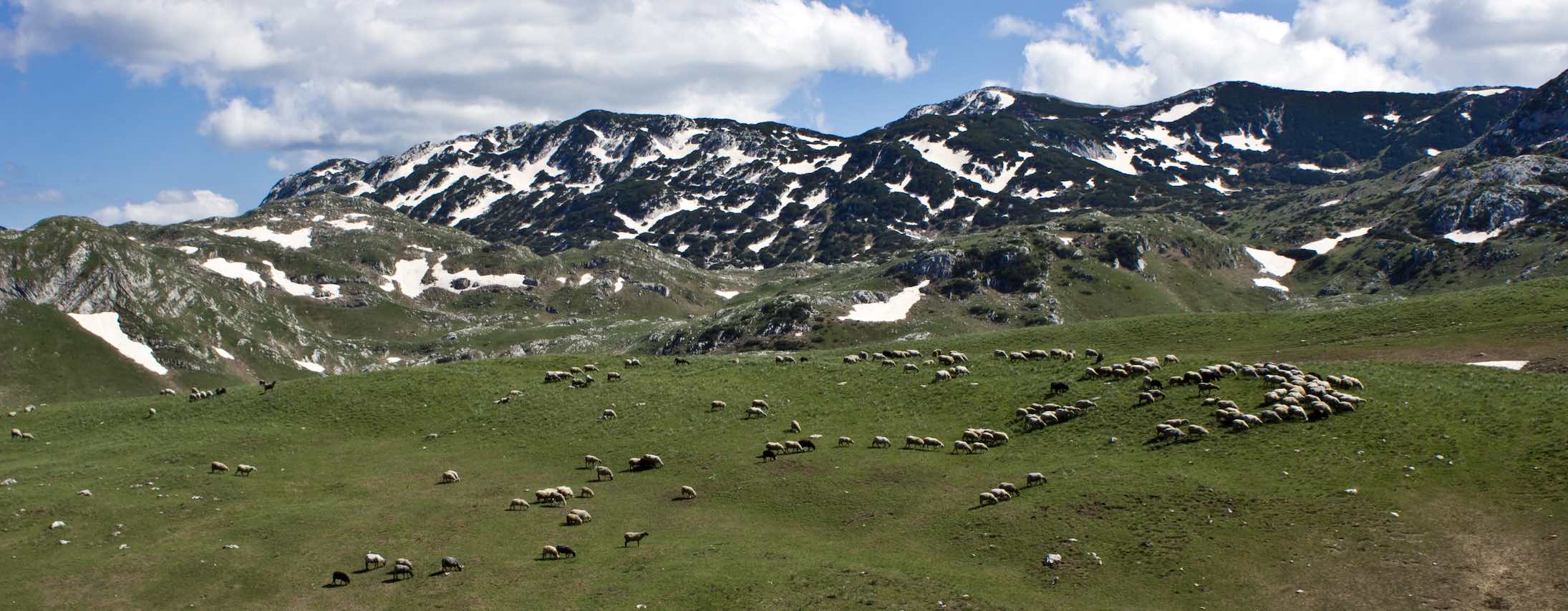 Snow-capped mountain landscape with livestock grazing