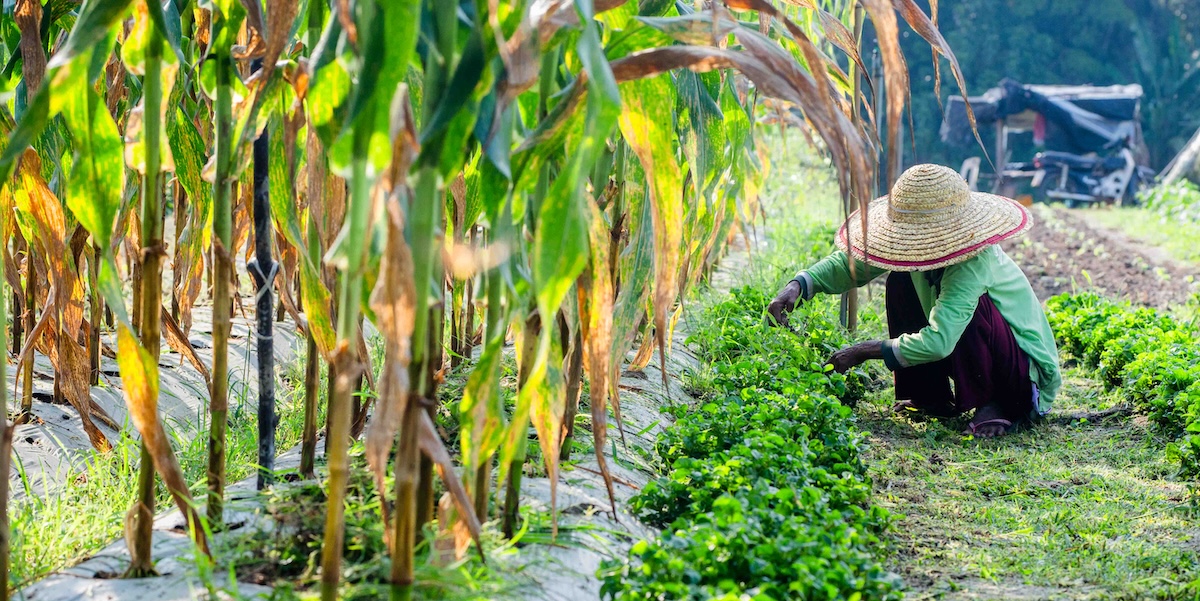 A farmer works on their crops in Malaysia.