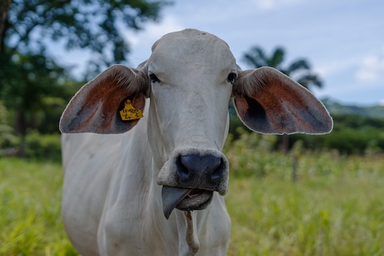 A portrait of a cow in Costa Rica looking into the camera