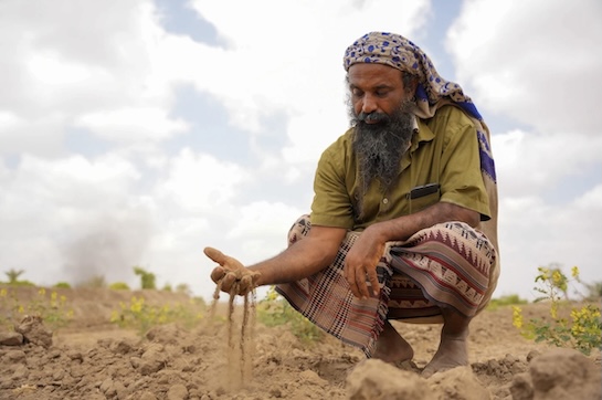 Economic crises and climate change are casting their shadow over agriculture in Yemen's Al-Majhafah District.