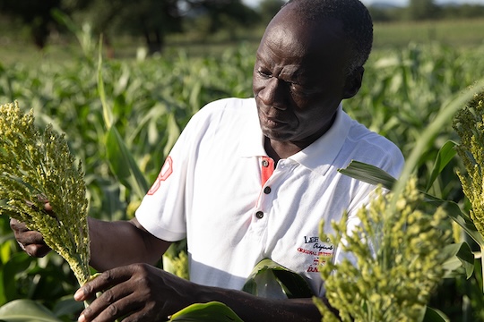 A farmer in a white polo shirt stands in a lush green field, carefully examining a sorghum plant in his hands.