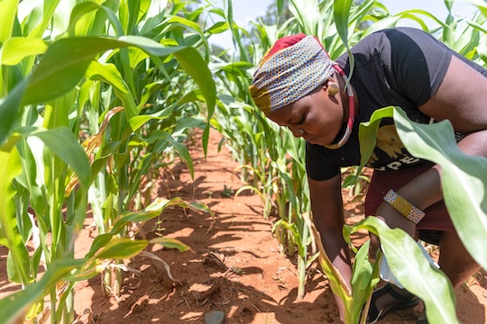 New UNDP-supported initiative will strengthen water security, livelihoods and ecosystem resilience across Eswatini, Zambia and Zimbabwe.