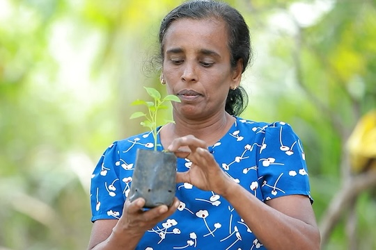 A Sri Lankan woman carefully tends to a young plant, reflecting efforts to restore traditional farming practices and build climate resilience.