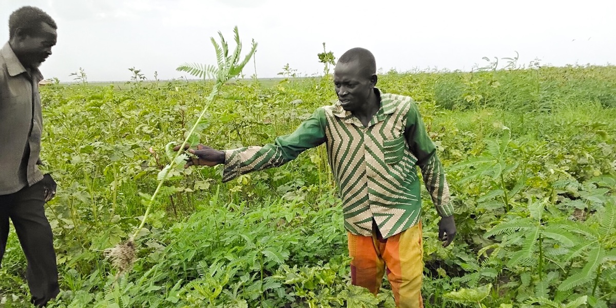 Atak weeding his watershed at Wardit